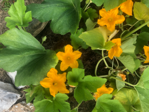 Pumpkin blooms